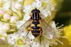 Hoverfly (Helophilus pendulus) female.jpg