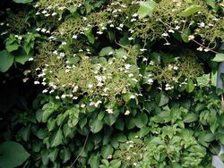 Hydrangea petiolaris.jpg