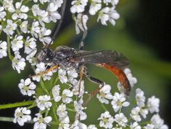 Ichneumonidae - Alomya cf. debellator.JPG