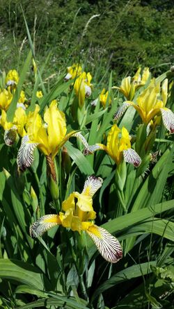 Iris variegata sl11.jpg