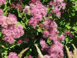 J20160616-0075—Ageratina occidentalis—RPBG (27546705360).jpg