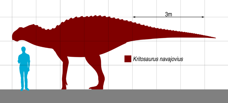 File:Kritosaurus Scale.svg