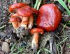 Lactarius subflammeus 128893.jpg