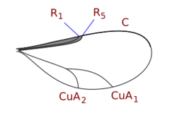 Lasiopterini wing veins.svg