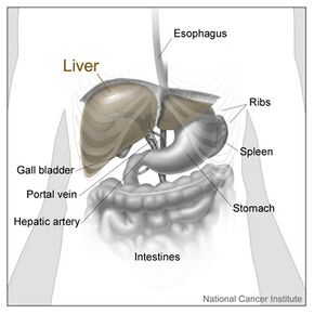 Liver and nearby organs.jpg