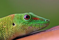 Madagascar giant day gecko (Phelsuma grandis) head Nosy Komba.jpg
