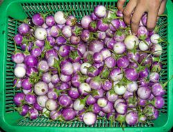 Makhuea - Thai eggplant.JPG