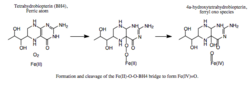 Formation and cleavage of a Fe(II)-O-O-BH4 bridge..