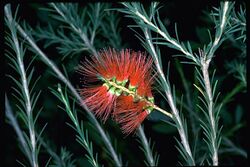 Melaleuca lateritia.jpg