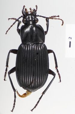 Microcephalus niger.jpg