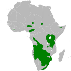 Mirafra africana distribution map.png
