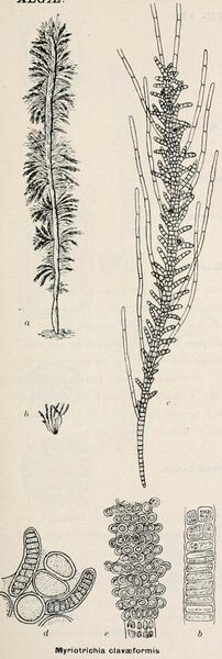 File:Myriotrichia clavæformis.jpg