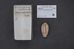 Naturalis Biodiversity Center - RMNH.MOL.217386 - Pterygia undulosa (Reeve, 1844) - Mitridae - Mollusc shell.jpeg