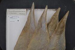 Naturalis Biodiversity Center - RMNH.MOL.318931 - Pinna attenuata Reeve, 1858 - Pinnidae - Mollusc shell.jpeg