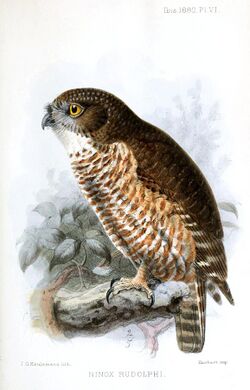 NinoxRudolphiKeulemans.jpg