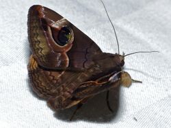 Noctuid Moth (Ommatophora luminosa) (15882717221).jpg