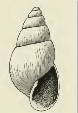 Odostomia quadrae 001.png