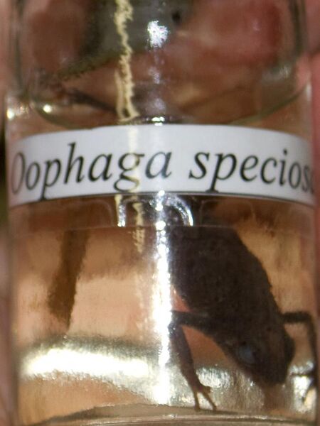 File:Oophaga speciosa.jpg