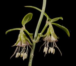 Opercularia apiciflora - Flickr - Kevin Thiele.jpg