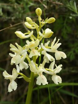 Orchis provincialis (flower spike).jpg