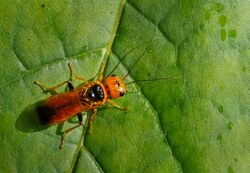 Pamphilius betulae, Parc de Woluwé, Brussels (34128995040).jpg