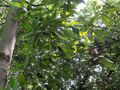 Parakmeria yunnanensis - Kunming Botanical Garden - DSC02939.JPG