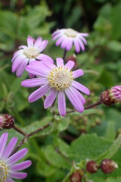 Pericallis echinata kz2.jpg