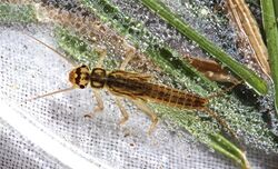 Perlodid stonefly, Isoperla montana n.sp. (13545281484).jpg