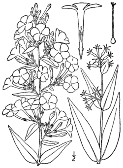 Phlox maculata BB-1913.png