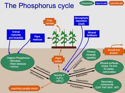 Phosphorus Cycle copy.jpg
