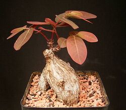 Phyllanthus mirabilis ies1.jpg