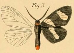 Pl.2-03-Pitthea trifasciata Dewitz, 1881.JPG