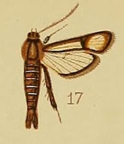 Pl.41-fig.17-Synanthedon flavipalpis (Hampson, 1910) (Lepidopoda).JPG