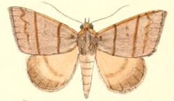Pl.5-22-Plecoptera quadrilineata (Moore 1882) (Poaphila).JPG