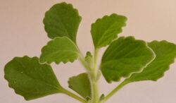 Plectranthus tomentosa white background.jpg