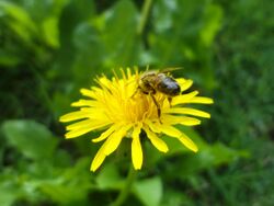 Pollination - Apis mellifera on Taraxacum officinale.jpg