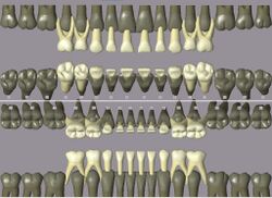 Primary dentition.jpg