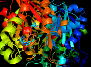 Proposed active site of beta-ketoacyl-ACP synthase III