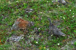 Ptarmigan and five chicks.JPG