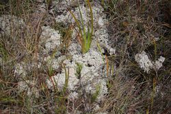 Patch of white, coral-like lichen amid grass and dark vegetation.