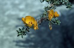 Pultenaea maritima.jpg