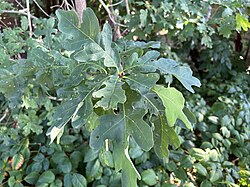 Quercus × bimundorum.jpg
