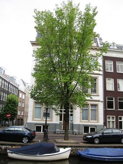 RN Ulmus Plantijn (amsterdam).JPG