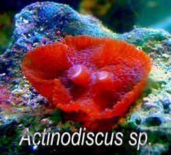 Red-mushroom-coral.jpg