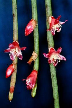 Rhipsalis hoelleri (Cactaceae), flowering clonotype, © W. Barthlott, Univ. Bonn, www.lotus.salvinia.de.jpg
