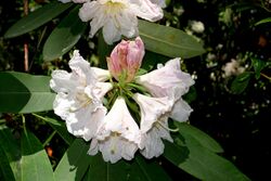 Rhododendron discolor (Rhododendron fortunei subsp. discolor) - VanDusen Botanical Garden - Vancouver, BC - DSC07336.jpg