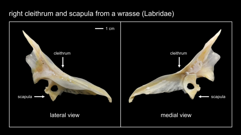 File:Right Cleithrum and Scapula (Labridae).png