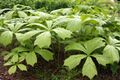 Rodgersia podophylla 1.JPG