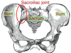 Sacroiliac joint.svg