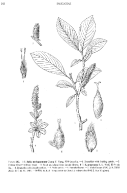 Salix argyracea.gif